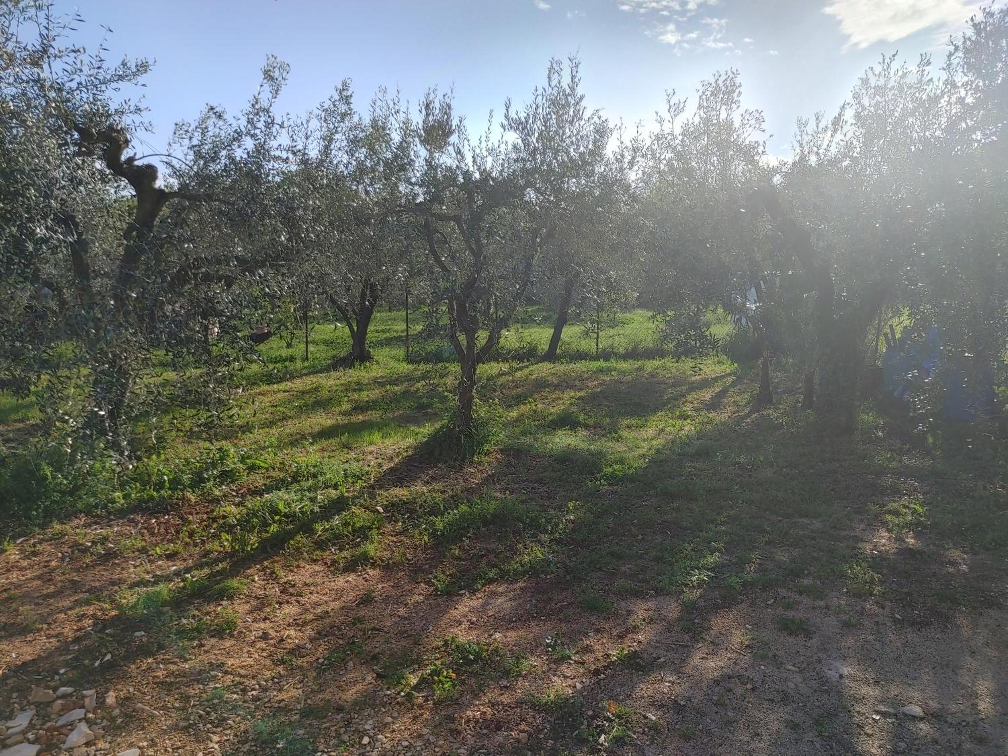 Cattleya Apartamento Novigrad Istria Exterior foto